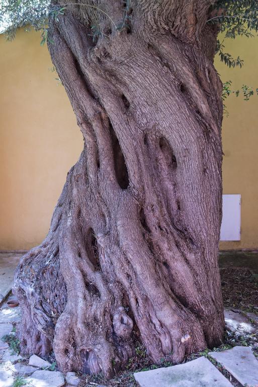 Agriturismo Borgo Degli Ulivi Canicattini Bagni Exterior foto
